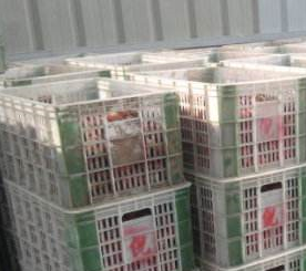 91免费黄片观看厂家直销