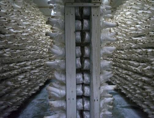 冷库在冬天故障频出，这是什么原因导致的？但一定要及时维修